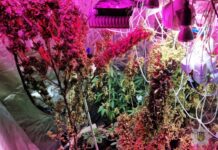 У Запоріжжі викрили групу наркоаграріїв: деталі