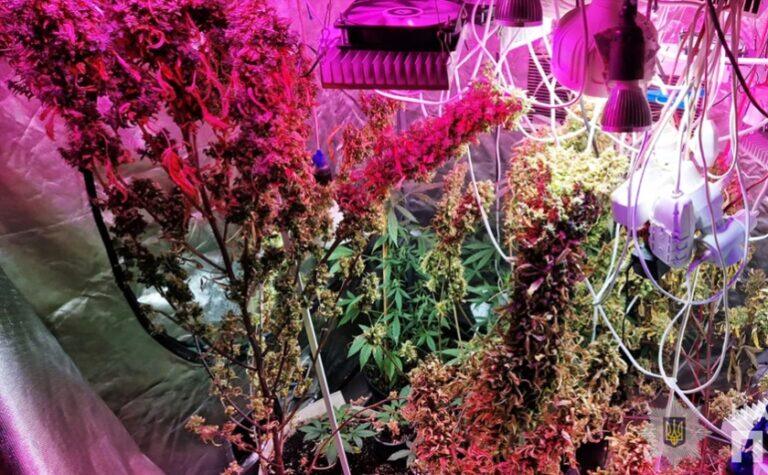 У Запоріжжі викрили групу наркоаграріїв: деталі