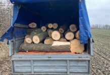 У Дніпровському районі патрульні виявили громадян, які незаконно спилювали зелені насадження