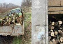 У Кривому Розі затримали водіїв, які перевозили незаконно зрубані дерева