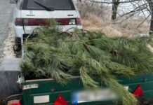 У П’ятихатках патрульні роти з обслуговування водних об’єктів затримали водія, який перевозив незаконно спиляні сосни