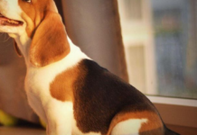 Чому собаки крутяться перед тим, як лягти: експерти розкрили таємницю