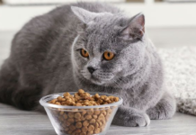 Ніколи не годуйте цим котів: 8 смертально небезпечних продуктів для ваших домашніх улюбленців