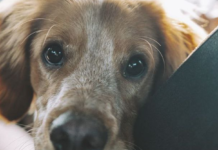 Як вивезти тварину за кордон: основні правила та документи