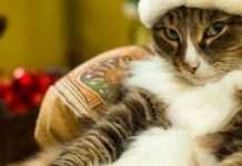 Додаткові вихідні на Різдво і Новий рік 2024: стало відомо, чи відпочиватимуть українці в дні свят