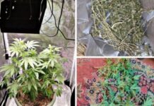 У Запоріжжі 46-річний чоловік вирощував коноплі з метою власного вживання