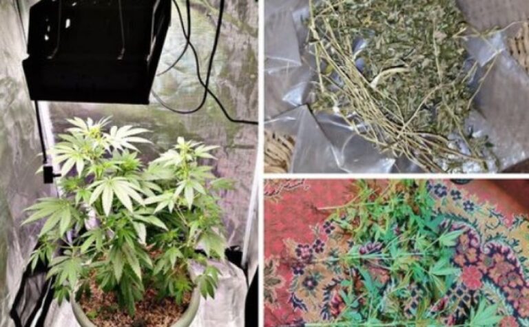 У Запоріжжі 46-річний чоловік вирощував коноплі з метою власного вживання