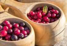 ТОП-найкорисніших ягід: які потрібно вживати щодня