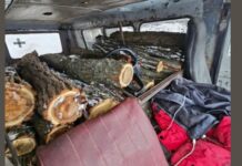 Перевозили деревину без дозвільних документів: патрульні Дніпропетровщини затримали правопорушників