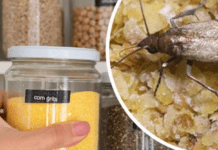 Як раз і назавжди позбутися харчової молі: перевірені методи