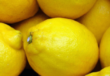 Допомагають уникнути сечокам’яної хвороби, атеросклерозу й анемії: яка користь лимонів для організму