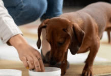 Які каші найкраще підходять для годування собак: поради ветеринарів