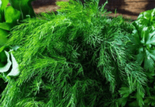 Як оживити зів’ялу зелень і зберегти її свіжість: лайфхаки від кухарів