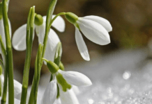 Коли в Україну прийде перше весняне тепло: прогноз народного синоптика