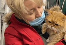 МВС офіційно дозволило брати в укриття тварин: які є умови