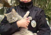 Людяність попри все: у Нікополі правоохоронці доглядають за пухнастими, які оселилися на території районного управління