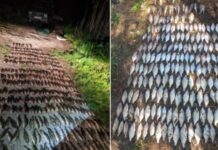 Понад 25 мільйонів гривень збитків за рік: рибоохоронний патруль Дніпропетровщини виявляє порушників