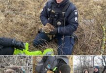 Завдяки небайдужим громадянам патрульні Дніпра врятували птаха на одній із дорожніх станцій