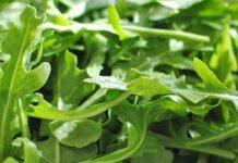 Як зберігати руколу, щоб вона довше залишалася свіжою: дієвіий трюк