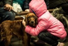 В Україні офіційно дозволили брати тварин в укриття