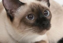 Чому кішки дивляться в порожнє місце: про що це говорить