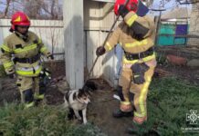 Надзвичайники Синельниківщини врятували собаку, яка впала у вигрібну яму