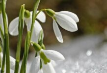 Коли в Україну прийде справжня весна