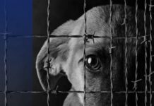 Наніс ножове поранення собаці: запорізькі слідчі повідомили про підозру містянину