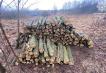 Вирубували дерева без дозвільних документів: у Верхньодніпровську виявили порушників