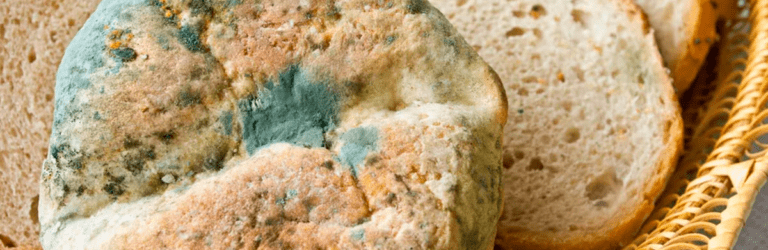Чому не можна їсти продукти з пліснявою: фахівці розповіли про основну небезпеку