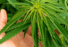 Зеленський підписав закон про легалізацію медичного канабісу: що це означає для України