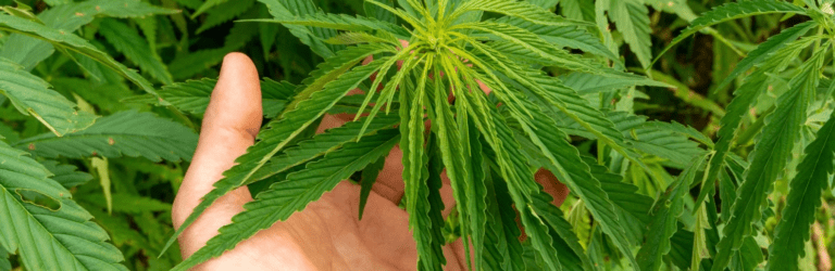 Зеленський підписав закон про легалізацію медичного канабісу: що це означає для України