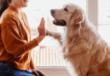 У поліції нагадали правила утримання домашніх тварин: який штраф можна отримати за їх порушення