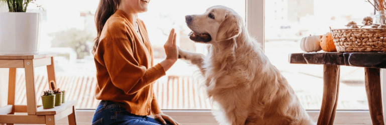 У поліції нагадали правила утримання домашніх тварин: який штраф можна отримати за їх порушення