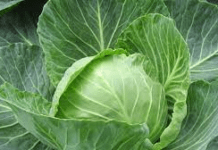 Джерело вітамінів і профілактика онкології: дієтологи назвали позитивні наслідки регулярного вживання капусти