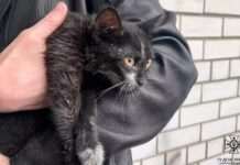 У Дніпрі вогнеборці ліквідували займання в багатоповерхівці та врятували пухнастика