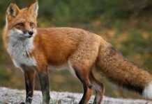 Цьогоріч на Дніпропетровщині виявили 30 випадків сказу у тварин: як від інфекції вберегтися мешканцям області