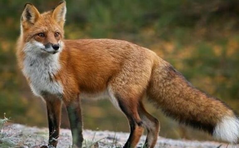 Цьогоріч на Дніпропетровщині виявили 30 випадків сказу у тварин: як від інфекції вберегтися мешканцям області