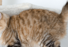 Головні кроки на шляху позбавлення від котячого запаху вдома