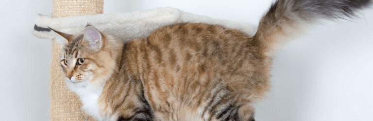 Головні кроки на шляху позбавлення від котячого запаху вдома