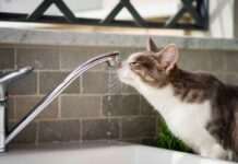 Де у Дніпрі немає води 12 лютого: адреси