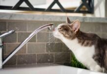 У Дніпрі більше 20 вулиць залишилися без води