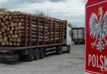 Польські митники пропускають у ЄС підсанкційну деревину з Білорусі за сфальшованими документами