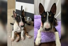 За знахідку гарантована винагорода: у Дніпрі шукають зниклого бультерʼєра на імʼя Луна