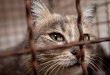 У Камʼянському продовжуються роботи з облаштування притулку для тварин