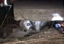 У Запоріжжі співробітники ДСНС врятували песика, який застряг під бетонною плитою