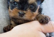 Які собаки не підходять для квартири: 10 найсмердючіших порід