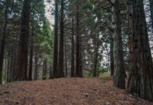 ДБР заявляє про викриття посадовців, які незаконно вирубали дерев на понад 64 млн грн