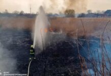 Горів очерет на відкритій території: у Дніпрі рятувальники ліквідували масштабну пожежу в екосистемі