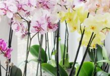 Чим поливати орхідеї, щоб вони цвіли постійно: названо секретний інгредієнт